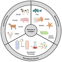 Bovine Collagen (Cow)